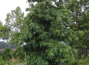 Ambroň západní 'Worplesdon' - Liquidambar styraciflua 'Worplesdon'