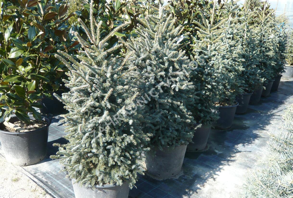 Jedle španělská 'Glauca' - Abies pinsapo 'Glauca'
