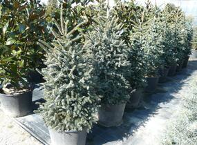 Jedle španělská 'Glauca' - Abies pinsapo 'Glauca'