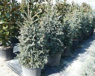 Jedle španělská 'Glauca'
