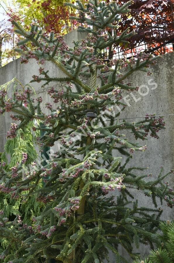 Jedle španělská 'Glauca' - Abies pinsapo 'Glauca'