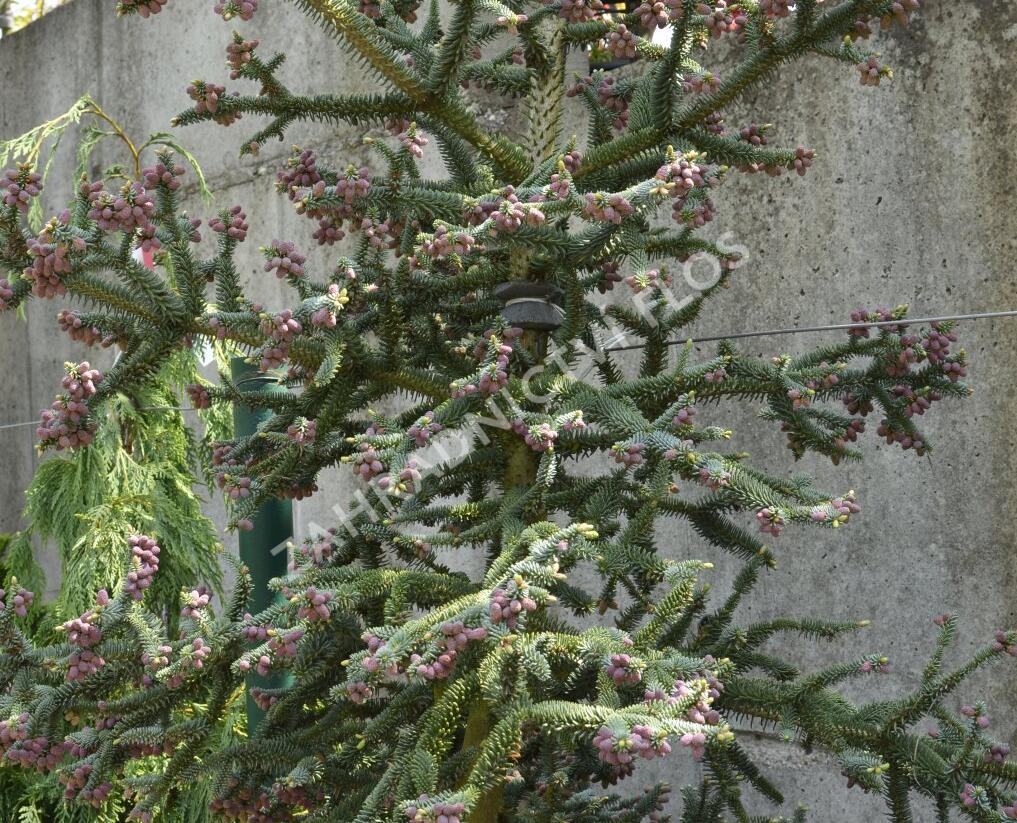 Jedle španělská 'Glauca' - Abies pinsapo 'Glauca'
