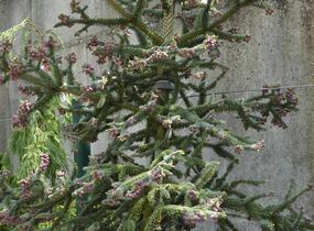 Jedle španělská 'Glauca' - Abies pinsapo 'Glauca'