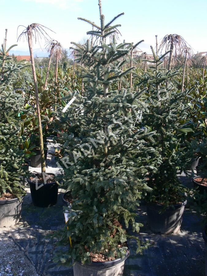 Jedle španělská 'Glauca' - Abies pinsapo 'Glauca'