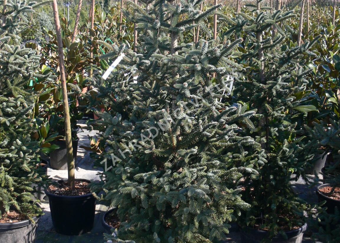 Jedle španělská 'Glauca' - Abies pinsapo 'Glauca'