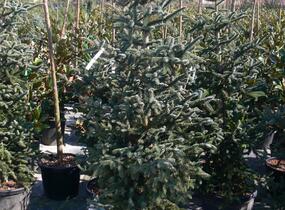 Jedle španělská 'Glauca' - Abies pinsapo 'Glauca'