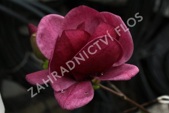 Šácholan 'Genie' - Magnolia 'Genie'