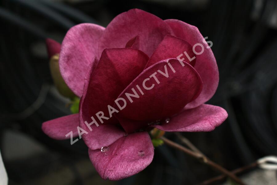 Šácholan 'Genie' - Magnolia 'Genie'