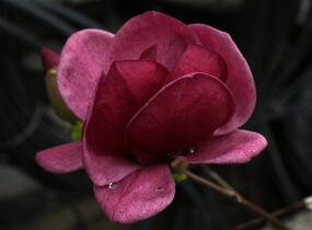 Šácholan 'Genie' - Magnolia 'Genie'