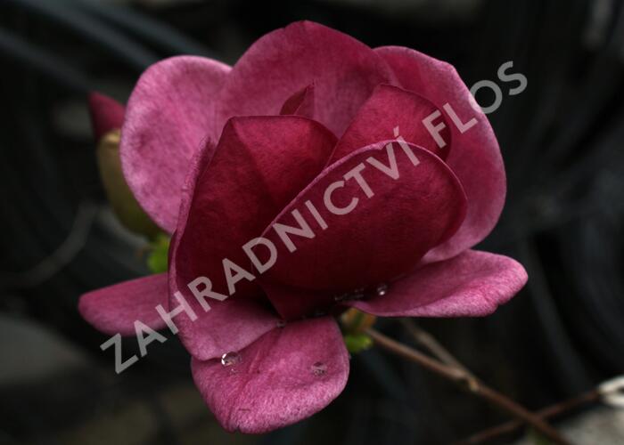 Šácholan 'Genie' - Magnolia 'Genie'