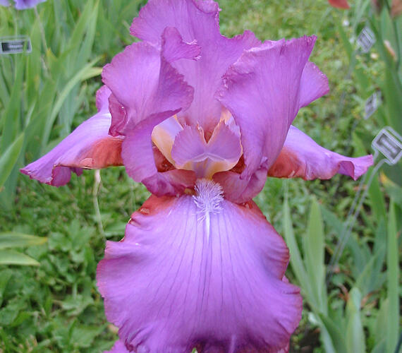 Kosatec německý 'Amethyst Flame' - Iris barbata-elatior 'Amethyst Flame'
