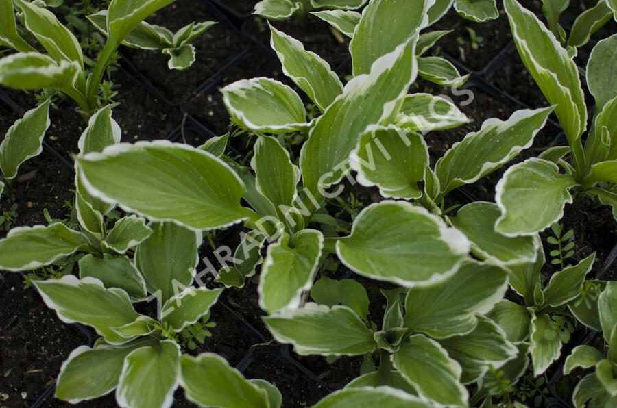 Bohyška 'Albomarginata' - Hosta undulata 'Albomarginata'