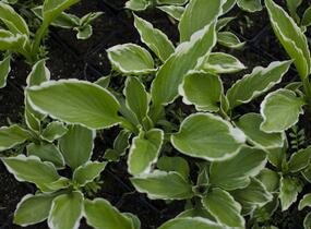 Bohyška 'Albomarginata' - Hosta undulata 'Albomarginata'