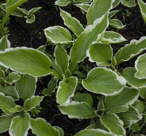 Bohyška 'Albomarginata' - Hosta undulata 'Albomarginata'