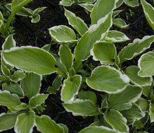 Bohyška 'Albomarginata' - Hosta undulata 'Albomarginata'