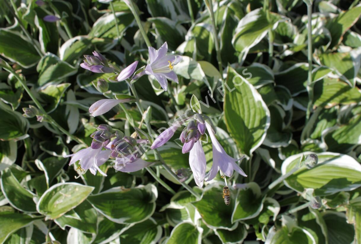 Bohyška 'Albomarginata' - Hosta undulata 'Albomarginata'