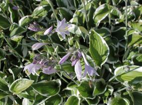 Bohyška 'Albomarginata' - Hosta undulata 'Albomarginata'