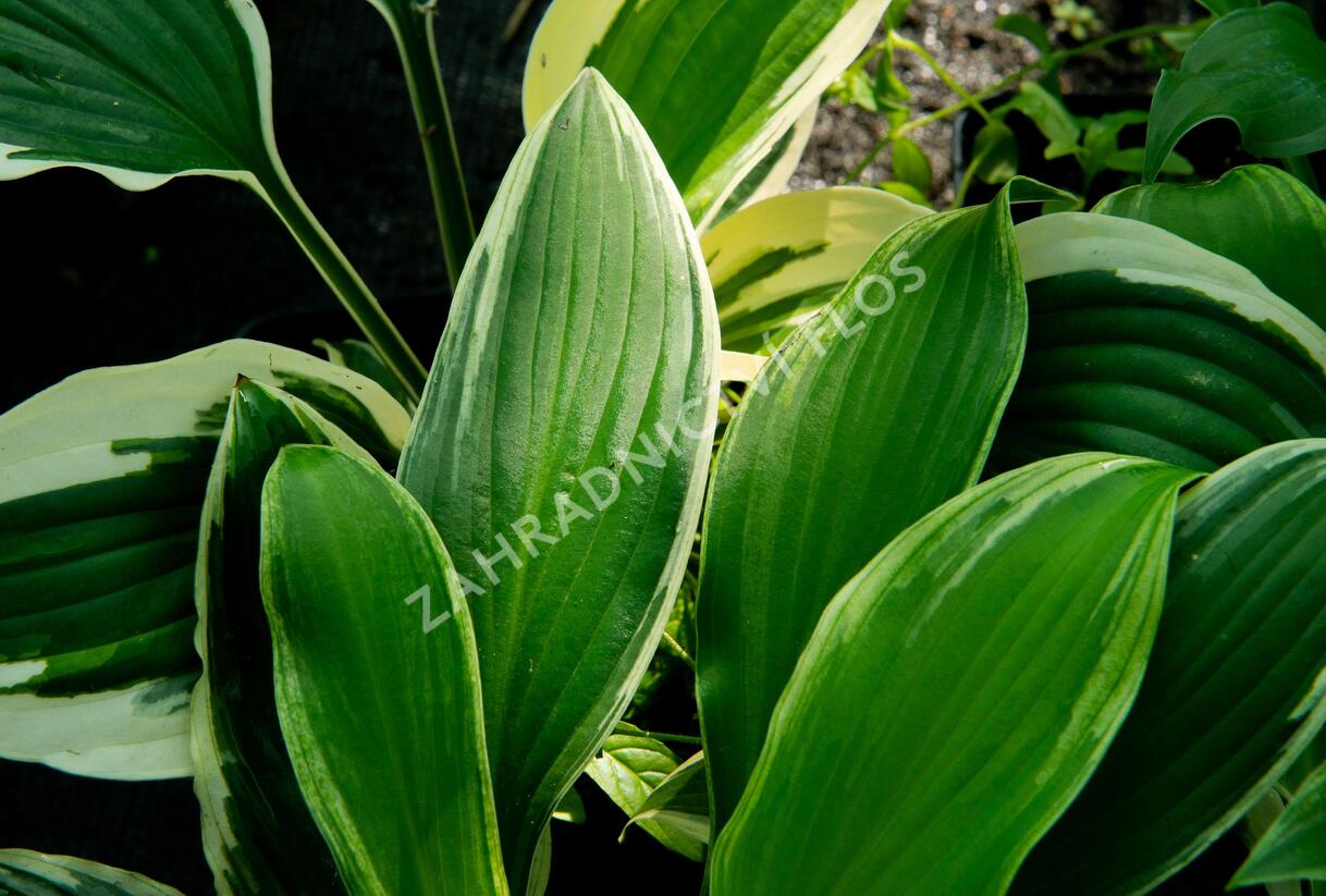 Bohyška 'Albomarginata' - Hosta undulata 'Albomarginata'