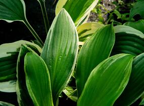 Bohyška 'Albomarginata' - Hosta undulata 'Albomarginata'