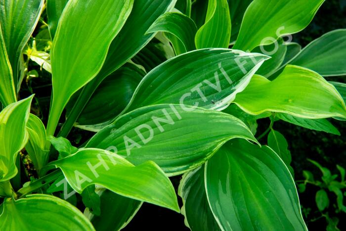 Bohyška 'Albomarginata' - Hosta undulata 'Albomarginata'
