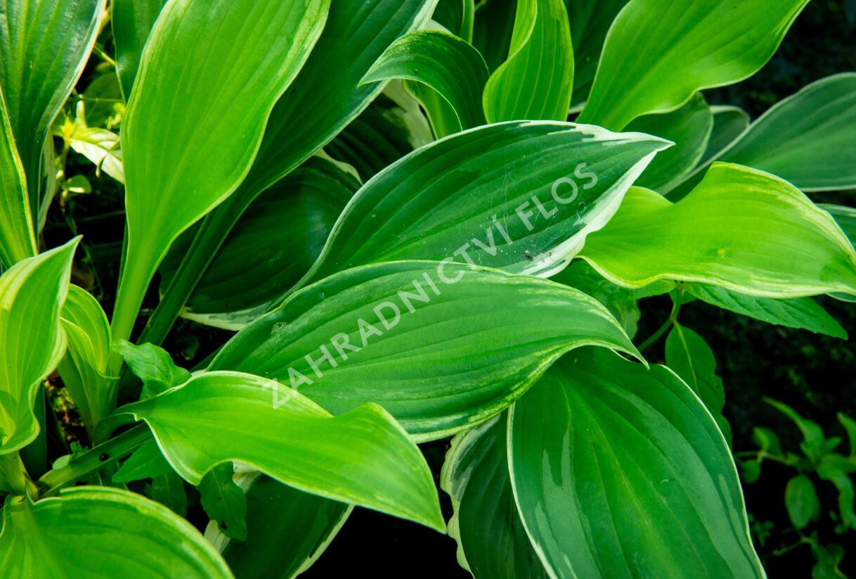 Bohyška 'Albomarginata' - Hosta undulata 'Albomarginata'