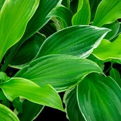 Bohyška 'Albomarginata' - Hosta undulata 'Albomarginata'