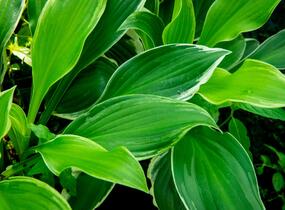 Bohyška 'Albomarginata' - Hosta undulata 'Albomarginata'