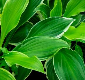 Bohyška 'Albomarginata' - Hosta undulata 'Albomarginata'