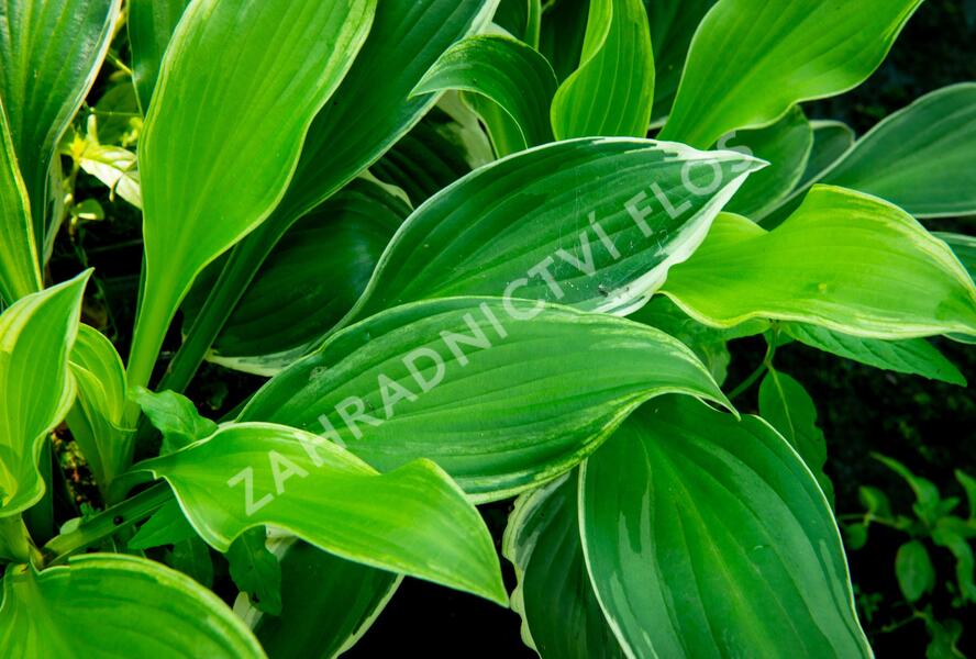 Bohyška 'Albomarginata' - Hosta undulata 'Albomarginata'
