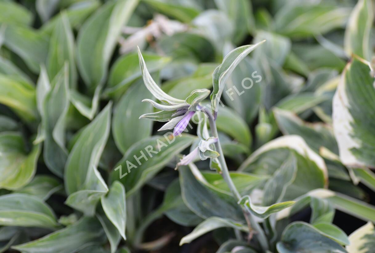 Bohyška 'Kiwi Full Monty' - Hosta 'Kiwi Full Monty'