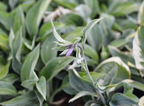 Bohyška 'Kiwi Full Monty' - Hosta 'Kiwi Full Monty'