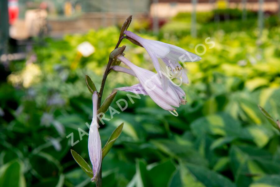 Bohyška 'Kiwi Full Monty' - Hosta 'Kiwi Full Monty'