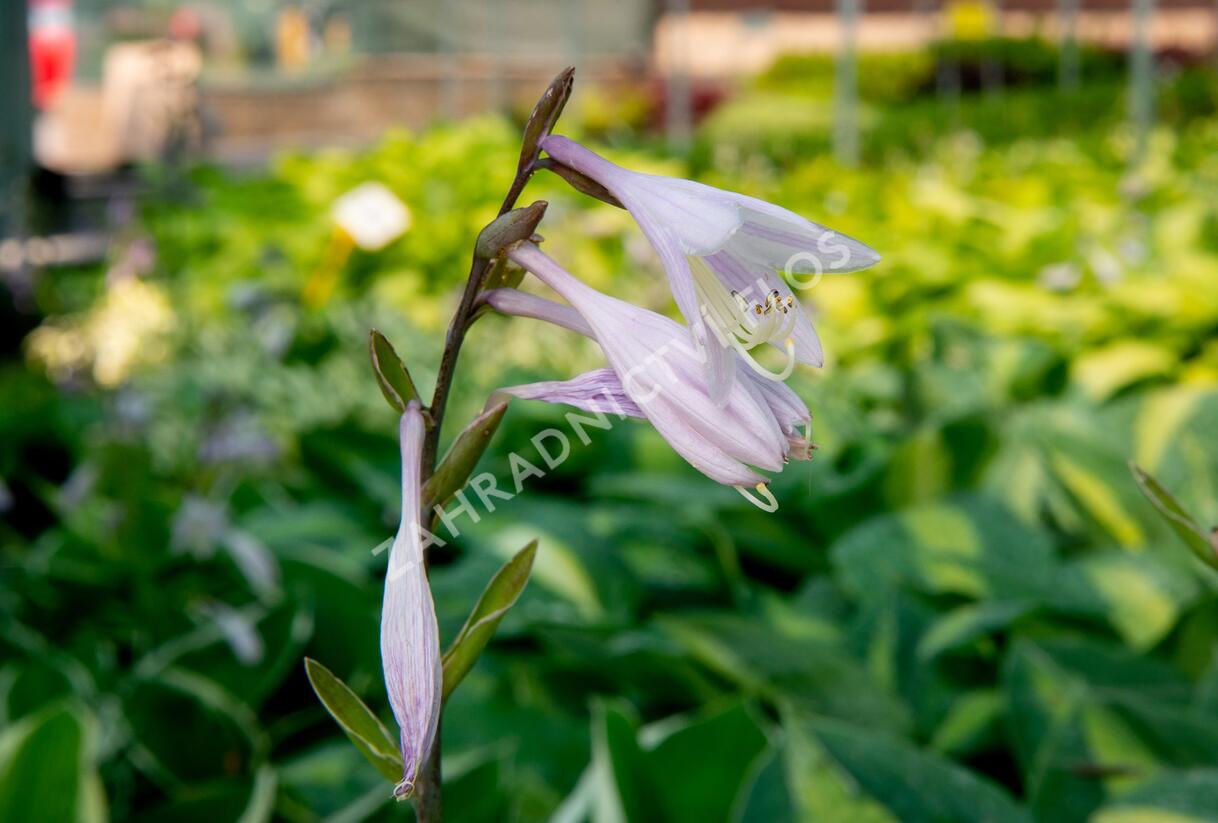 Bohyška 'Kiwi Full Monty' - Hosta 'Kiwi Full Monty'