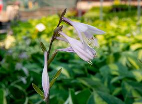 Bohyška 'Kiwi Full Monty' - Hosta 'Kiwi Full Monty'