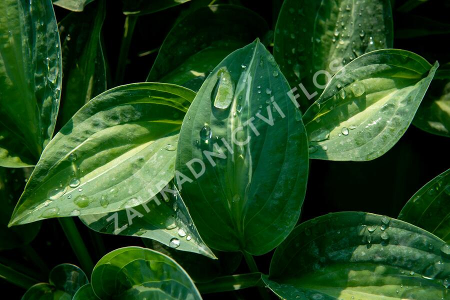 Bohyška 'Kiwi Full Monty' - Hosta 'Kiwi Full Monty'