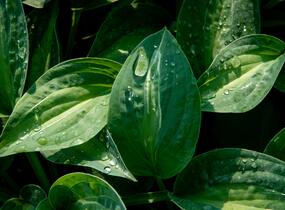 Bohyška 'Kiwi Full Monty' - Hosta 'Kiwi Full Monty'
