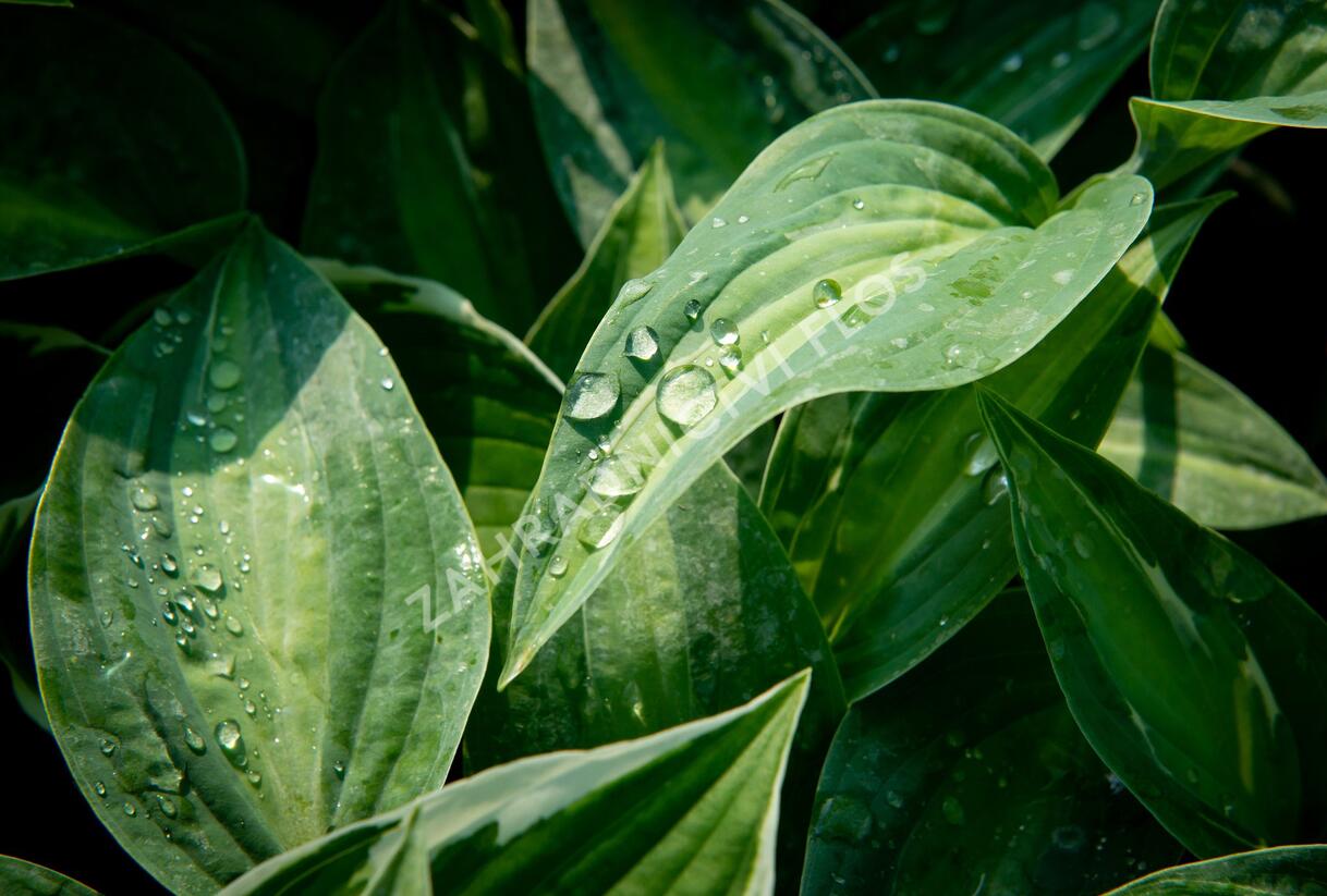 Bohyška 'Kiwi Full Monty' - Hosta 'Kiwi Full Monty'