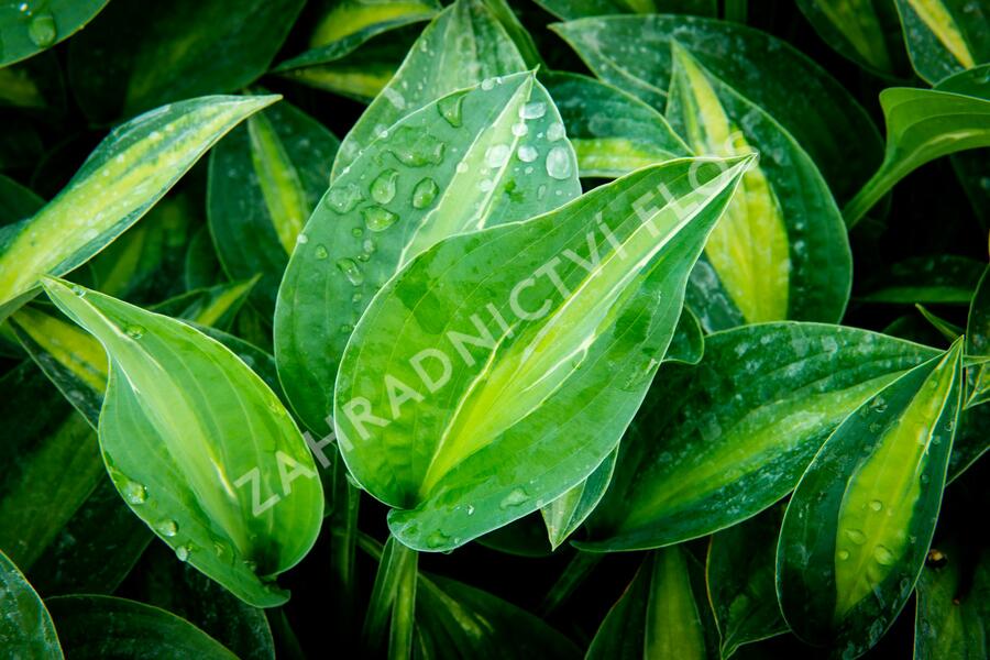 Bohyška 'Kiwi Full Monty' - Hosta 'Kiwi Full Monty'