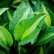 Bohyška 'Kiwi Full Monty' - Hosta 'Kiwi Full Monty'