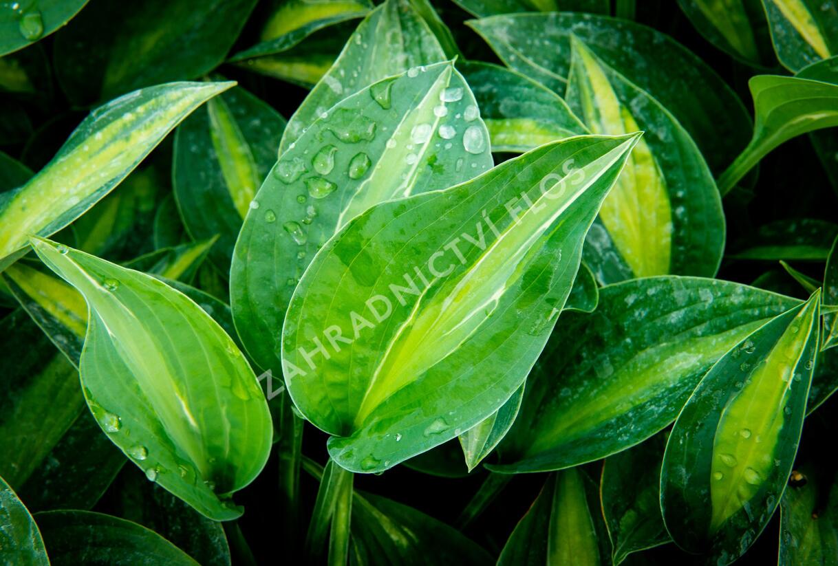 Bohyška 'Kiwi Full Monty' - Hosta 'Kiwi Full Monty'