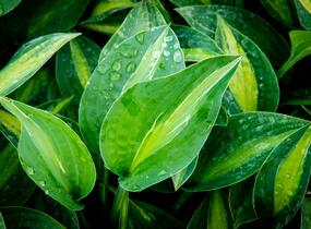 Bohyška 'Kiwi Full Monty' - Hosta 'Kiwi Full Monty'