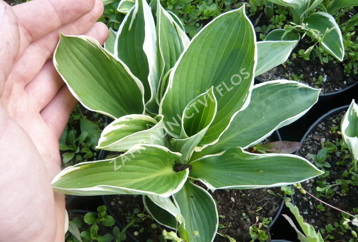 Bohyška 'Francee' - Hosta fortunei 'Francee'