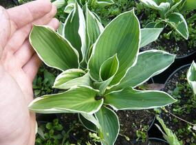 Bohyška 'Francee' - Hosta fortunei 'Francee'