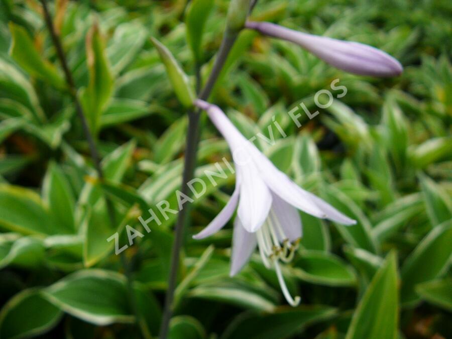 Bohyška 'Francee' - Hosta fortunei 'Francee'
