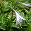 Bohyška 'Francee' - Hosta fortunei 'Francee'