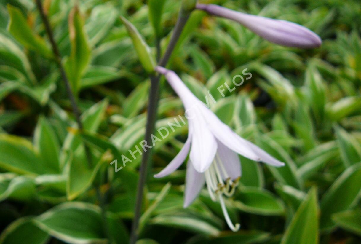 Bohyška 'Francee' - Hosta fortunei 'Francee'