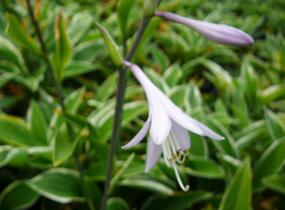 Bohyška 'Francee' - Hosta fortunei 'Francee'
