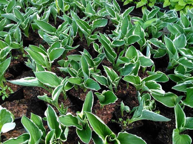 Bohyška 'Francee' - Hosta fortunei 'Francee'