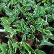 Bohyška 'Francee' - Hosta fortunei 'Francee'