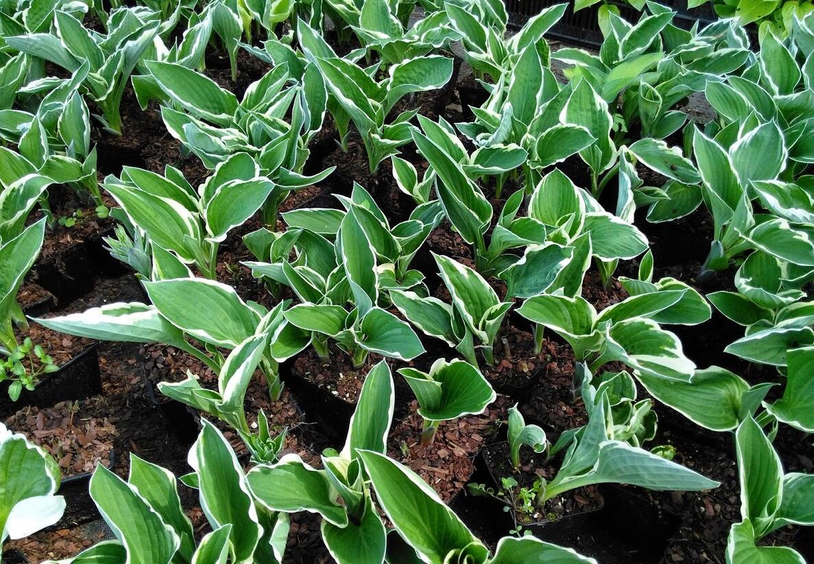 Bohyška 'Francee' - Hosta fortunei 'Francee'